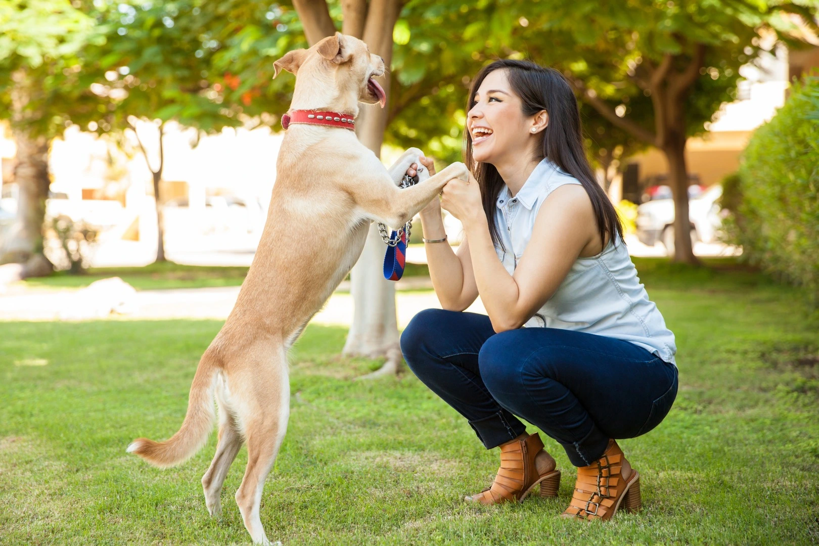 Woman playing with a dog in a park